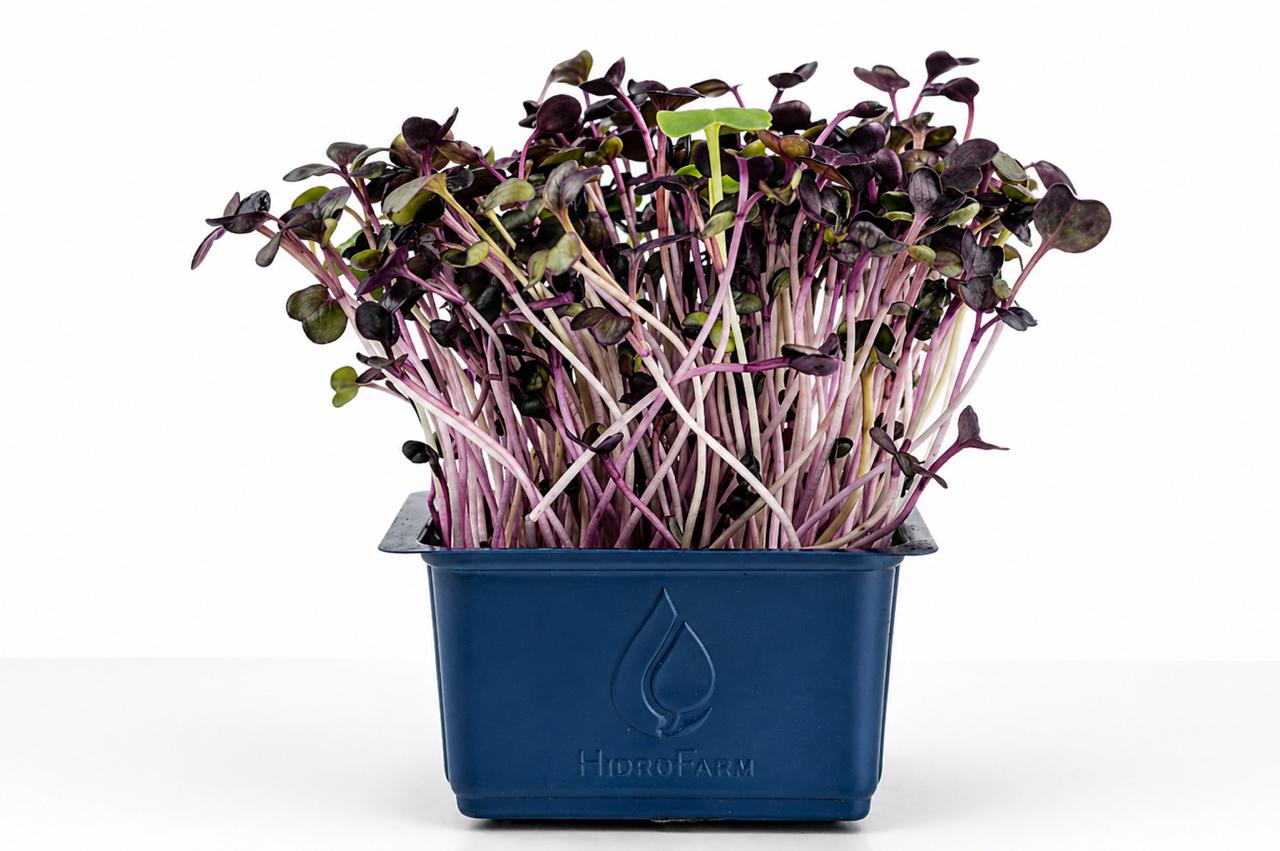 Micro Radish Vulcano