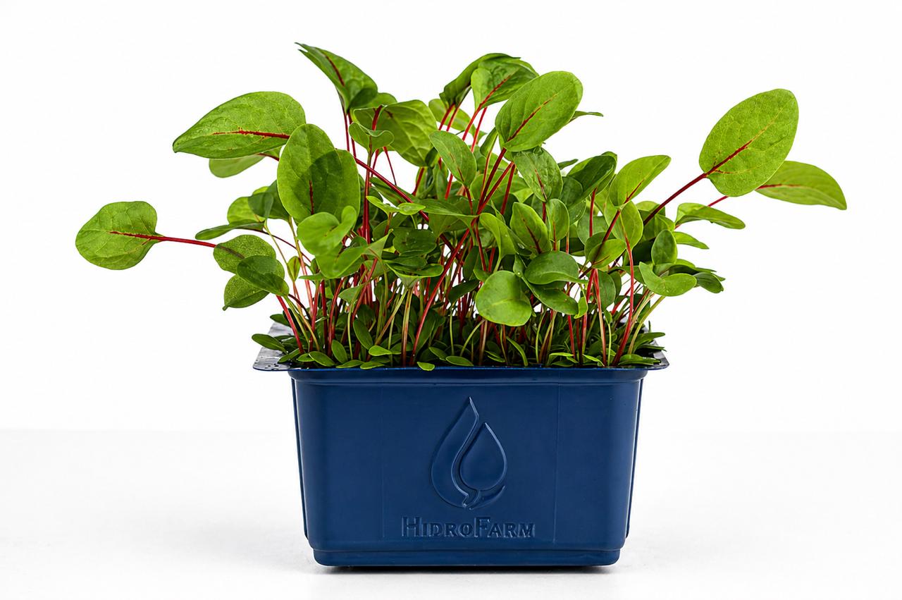 Micro Sorrel